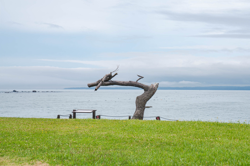 気仙沼 / Day1 / アンカーコーヒーと龍の松