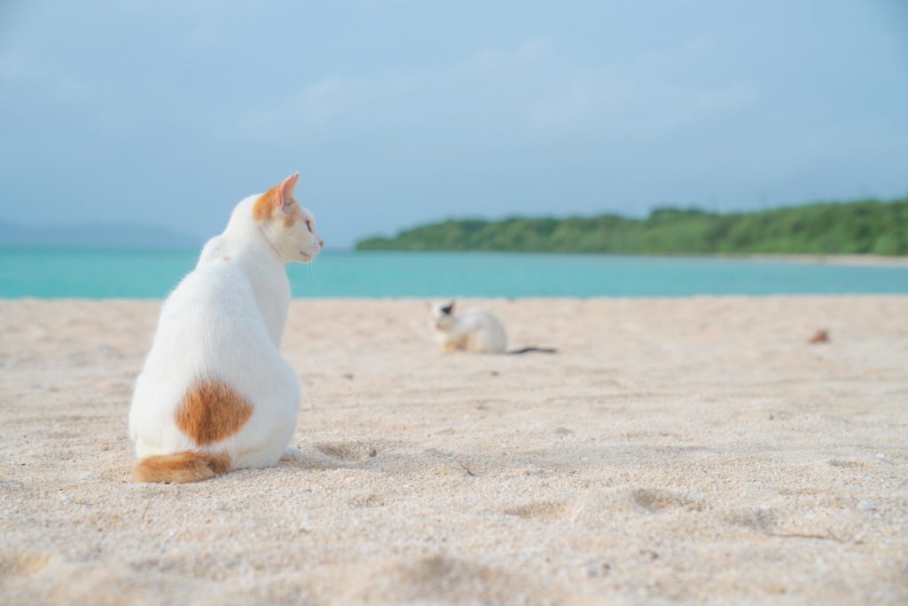 八重山 / Day2 / ホテルでゆっくり → 二度目の竹富島