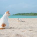 八重山 / Day2 / ホテルでゆっくり → 二度目の竹富島