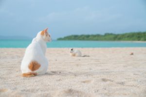 八重山 / Day2 / ホテルでゆっくり → 二度目の竹富島